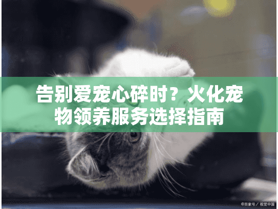 告别爱宠心碎时？火化宠物领养服务选择指南