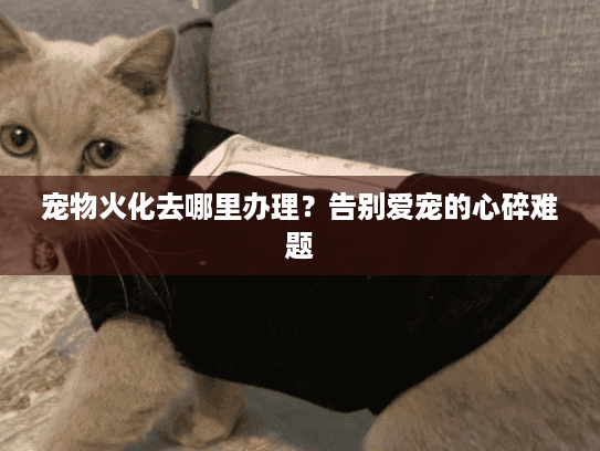 宠物火化去哪里办理?告别爱宠的心碎难题 宠物火化去哪里办理?告别爱宠的心碎难题
