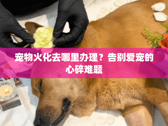 宠物火化去哪里办理?告别爱宠的心碎难题 宠物火化去哪里办理?告别爱宠的心碎难题