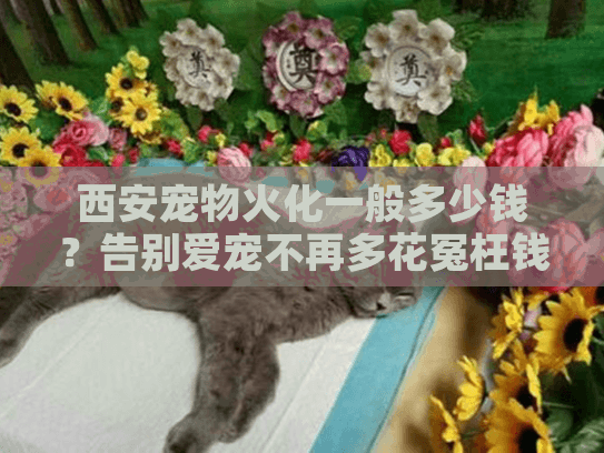 西安宠物火化一般多少钱？告别爱宠不再多花冤枉钱！