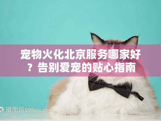 宠物火化北京服务哪家好?告别爱宠的贴心指南 宠物火化北京服务哪家好?告别爱宠的贴心指南