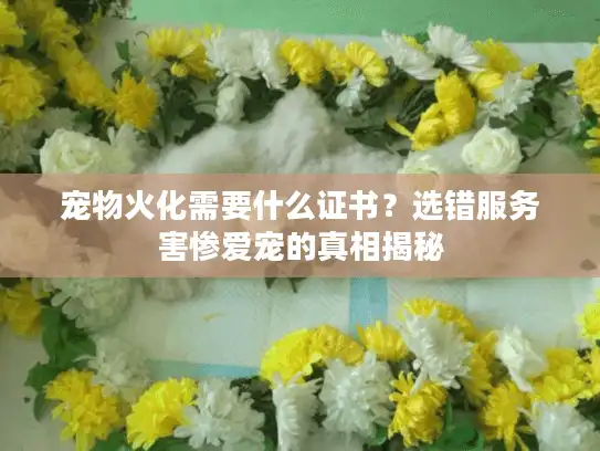 宠物火化需要什么证书？选错服务害惨爱宠的真相揭秘