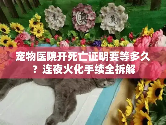 宠物医院开死亡证明要等多久？连夜火化手续全拆解
