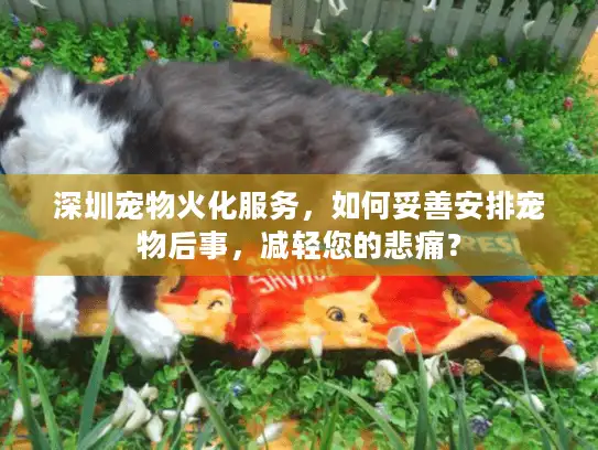 深圳宠物火化服务，如何妥善安排宠物后事，减轻您的悲痛？