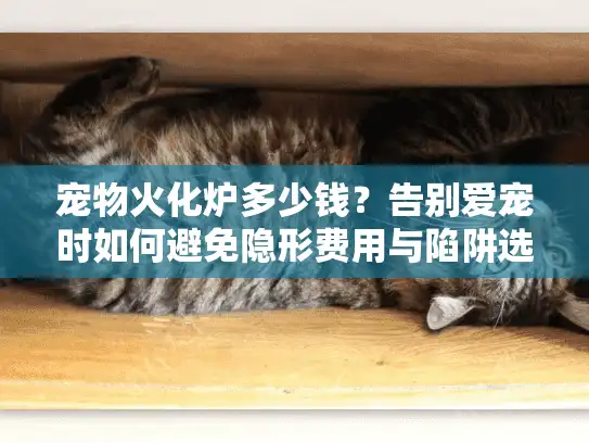 宠物火化炉多少钱？告别爱宠时如何避免隐形费用与陷阱选择