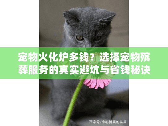 宠物火化炉多钱?选择宠物殡葬服务的真实避坑与省钱秘诀 宠物火化炉多钱?选择宠物殡葬服务的真实避坑与省钱秘诀