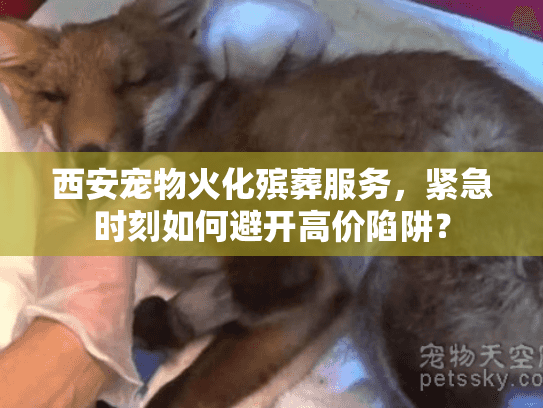 西安宠物火化殡葬服务，紧急时刻如何避开高价陷阱？
