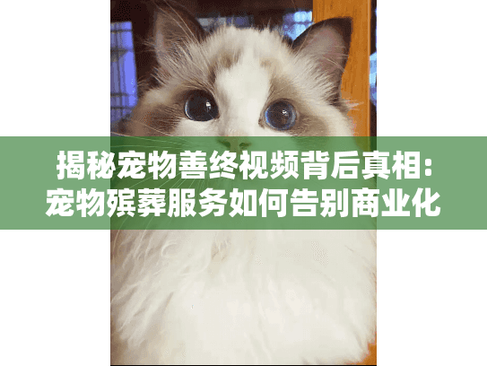 揭秘宠物善终视频背后真相:宠物殡葬服务如何告别商业化悲伤?