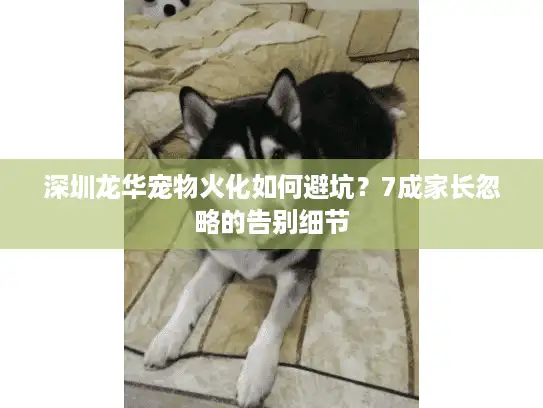 深圳龙华宠物火化如何避坑？7成家长忽略的告别细节