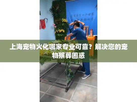 上海宠物火化哪家专业可靠？解决您的宠物殡葬困惑