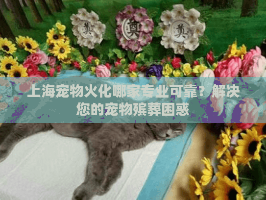 上海宠物火化哪家专业可靠？解决您的宠物殡葬困惑