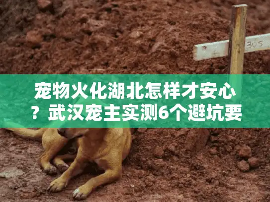 宠物火化湖北怎样才安心？武汉宠主实测6个避坑要点