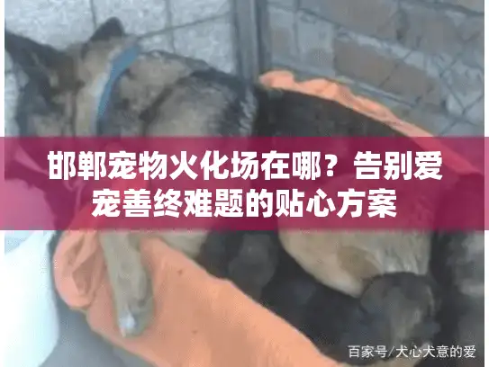 邯郸宠物火化场在哪?告别爱宠善终难题的贴心方案 邯郸宠物火化场在哪?告别爱宠善终难题的贴心方案
