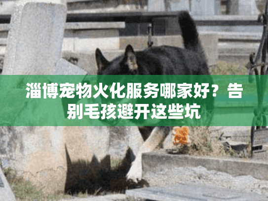淄博宠物火化服务哪家好？告别毛孩避开这些坑
