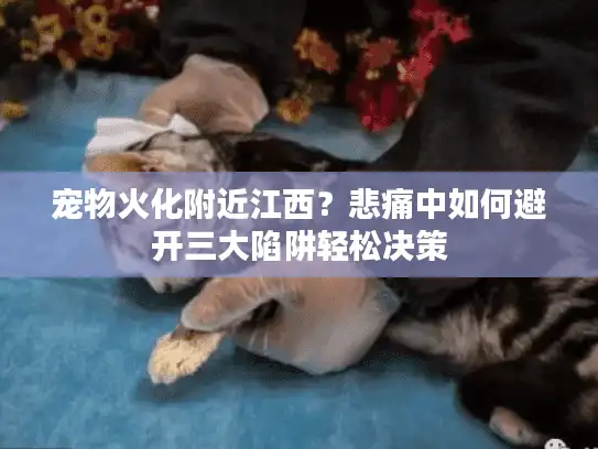 宠物火化附近江西？悲痛中如何避开三大陷阱轻松决策