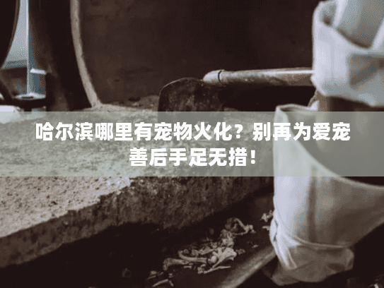 哈尔滨哪里有宠物火化？别再为爱宠善后手足无措！