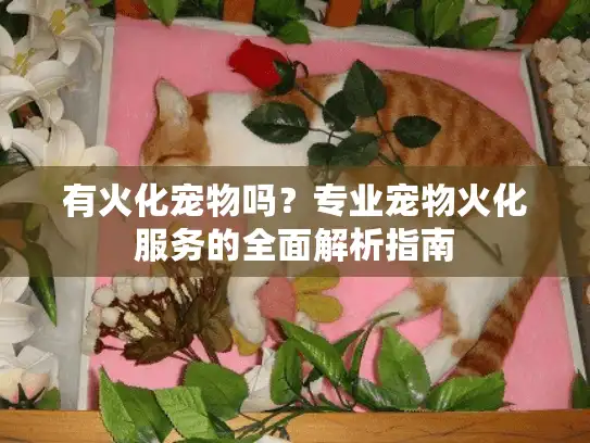 有火化宠物吗？专业宠物火化服务的全面解析指南