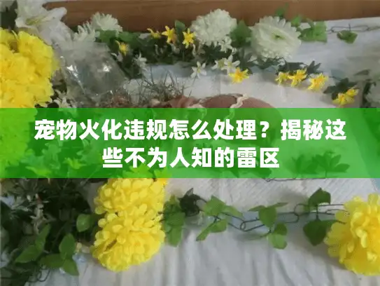 宠物火化违规怎么处理?揭秘这些不为人知的雷区 宠物火化违规怎么处理?揭秘这些不为人知的雷区