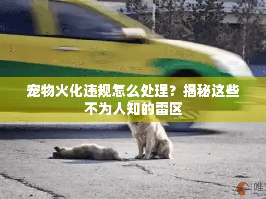 宠物火化违规怎么处理?揭秘这些不为人知的雷区 宠物火化违规怎么处理?揭秘这些不为人知的雷区