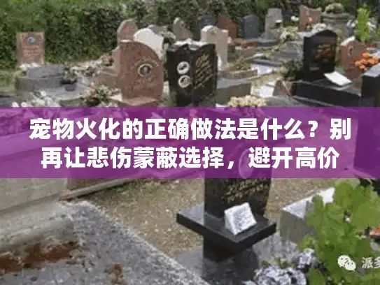 宠物火化的正确做法是什么？别再让悲伤蒙蔽选择，避开高价陷阱找到贴心服务！56字符）