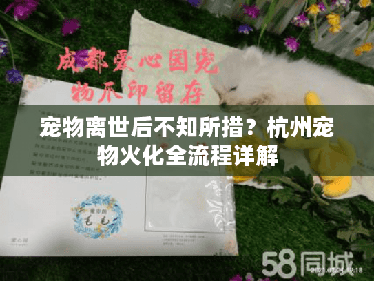 宠物离世后不知所措?杭州宠物火化全流程详解 宠物离世后不知所措?杭州宠物火化全流程详解