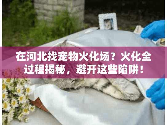 在河北找宠物火化场?火化全过程揭秘,避开这些陷阱! 在河北找宠物火化场?火化全过程揭秘,避开这些陷阱!