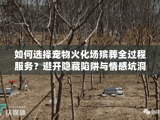 如何选择宠物火化场殡葬全过程服务？避开隐藏陷阱与情感坑洞