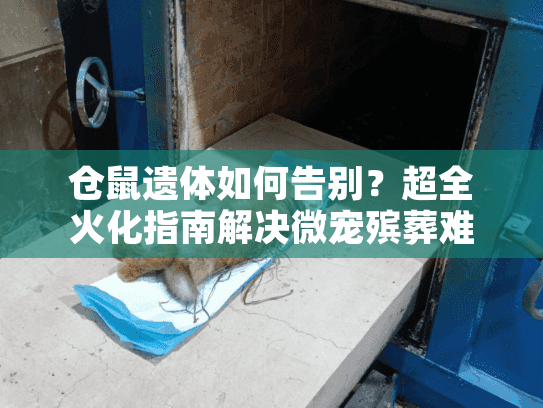 仓鼠遗体如何告别？超全火化指南解决微宠殡葬难题
