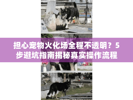 担心宠物火化场全程不透明?5步避坑指南揭秘真实操作流程 担心宠物火化场全程不透明?5步避坑指南揭秘真实操作流程