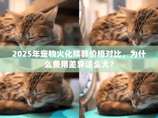 2025年宠物火化殡葬价格对比，为什么费用差异这么大？