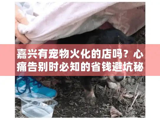 嘉兴有宠物火化的店吗？心痛告别时必知的省钱避坑秘笈