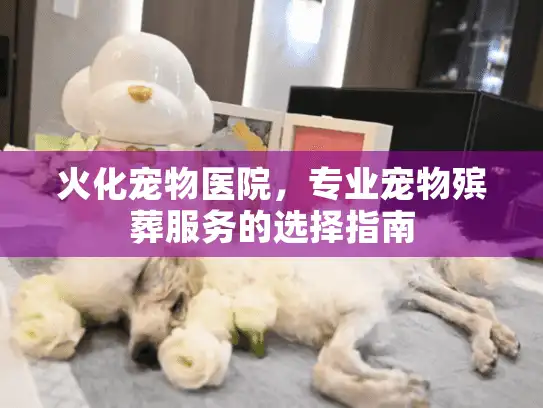 火化宠物医院，专业宠物殡葬服务的选择指南