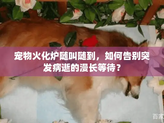 宠物火化炉随叫随到，如何告别突发病逝的漫长等待？