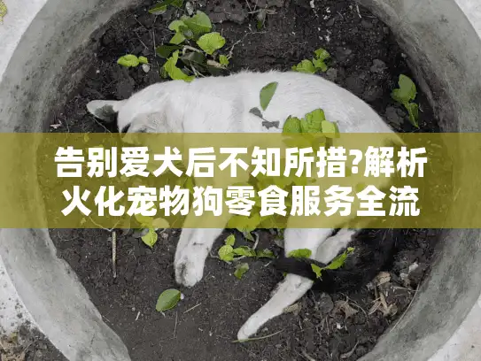 告别爱犬后不知所措?解析火化宠物狗零食服务全流程及注意事项 告别爱犬后不知所措?解析火化宠物狗零食服务全流程及注意事项