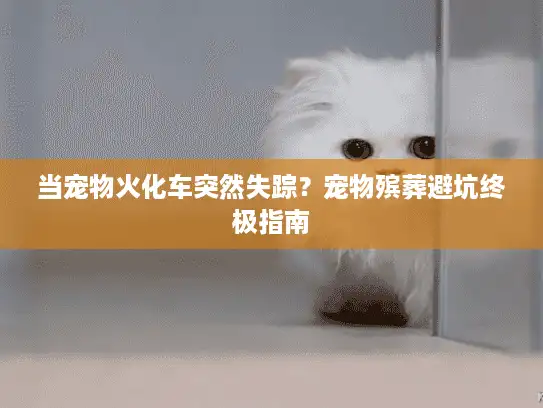 当宠物火化车突然失踪?宠物殡葬避坑终极指南 当宠物火化车突然失踪?宠物殡葬避坑终极指南