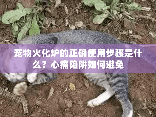 宠物火化炉的正确使用步骤是什么？心痛陷阱如何避免