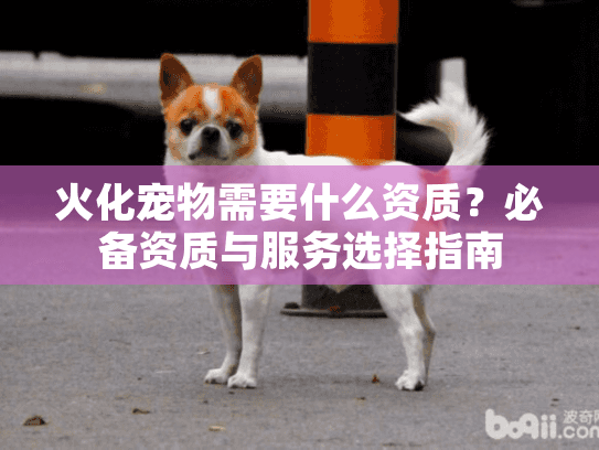 火化宠物需要什么资质?必备资质与服务选择指南 火化宠物需要什么资质?必备资质与服务选择指南