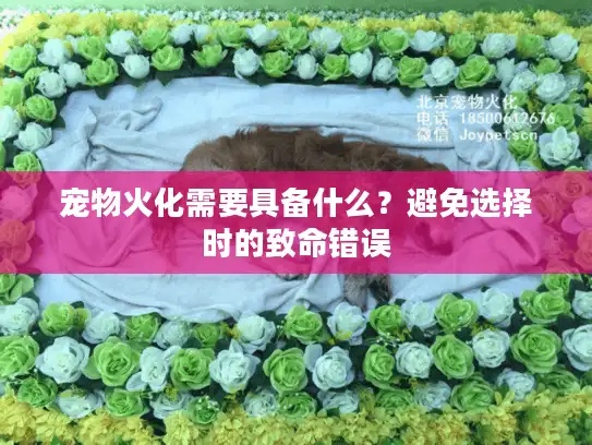 宠物火化需要具备什么？避免选择时的致命错误