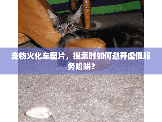 宠物火化车图片，搜索时如何避开虚假服务陷阱？