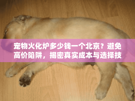 宠物火化炉多少钱一个北京？避免高价陷阱，揭密真实成本与选择技巧