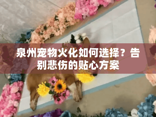 泉州宠物火化如何选择?告别悲伤的贴心方案 泉州宠物火化如何选择?告别悲伤的贴心方案