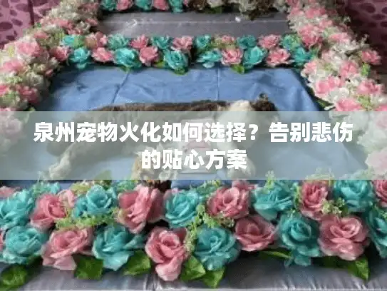 泉州宠物火化如何选择?告别悲伤的贴心方案 泉州宠物火化如何选择?告别悲伤的贴心方案