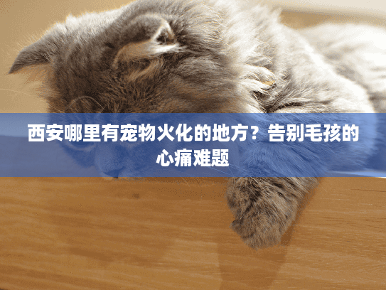 西安哪里有宠物火化的地方？告别毛孩的心痛难题