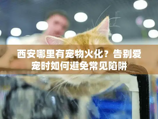 西安哪里有宠物火化?告别爱宠时如何避免常见陷阱 西安哪里有宠物火化?告别爱宠时如何避免常见陷阱