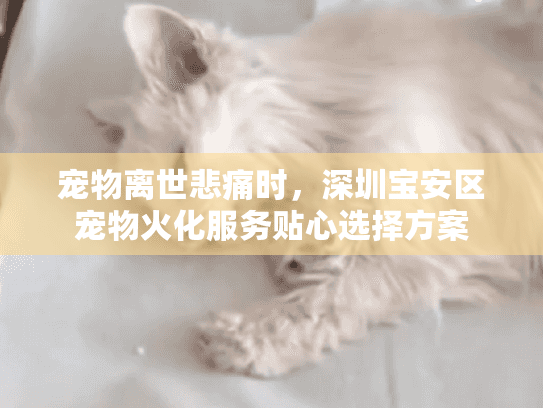 宠物离世悲痛时，深圳宝安区宠物火化服务贴心选择方案