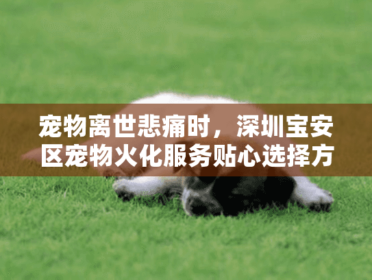 宠物离世悲痛时，深圳宝安区宠物火化服务贴心选择方案