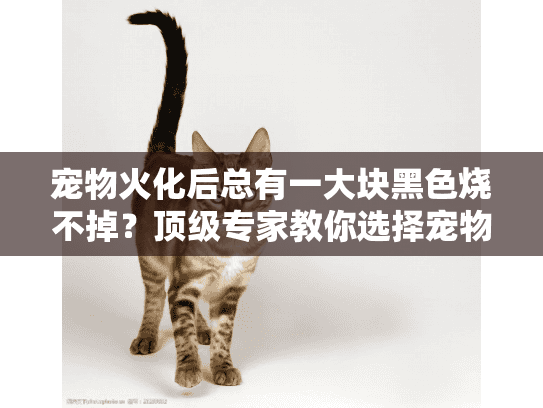 宠物火化后总有一大块黑色烧不掉？顶级专家教你选择宠物殡葬服务的差异化秘诀