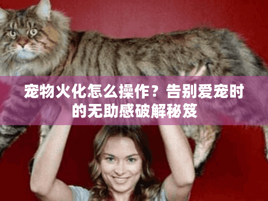 宠物火化怎么操作？告别爱宠时的无助感破解秘笈