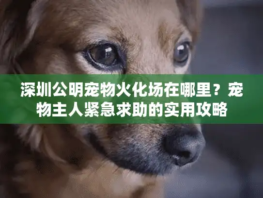 深圳公明宠物火化场在哪里？宠物主人紧急求助的实用攻略