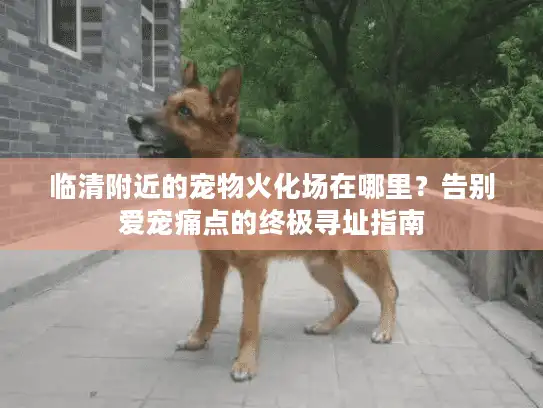 临清附近的宠物火化场在哪里？告别爱宠痛点的终极寻址指南